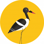 Jabiru