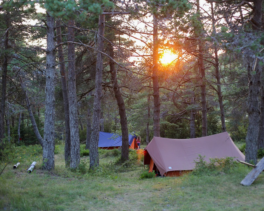 🌱 Participez à l’édition 2022 du Festival des Nuits des Forêts !